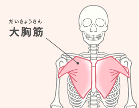 大胸筋