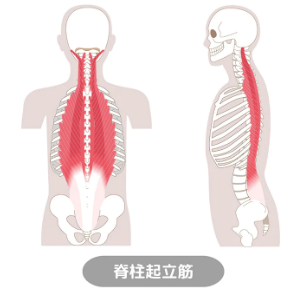 腰痛を早く治す方法は？改善方法を解説
